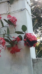 Mimoides thymbraeus thymbraeus