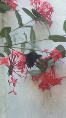 Mimoides thymbraeus thymbraeus