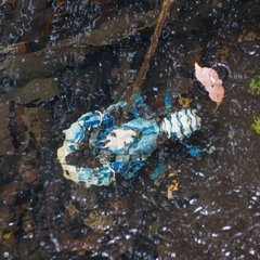 Euastacus sulcatus