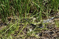Coluber constrictor paludicola