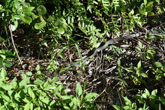 Coluber constrictor paludicola