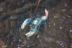 Euastacus sulcatus