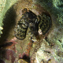 Dendrochirus barberi