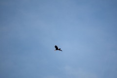 Caracara plancus cheriway