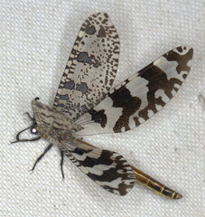 Palpares speciosus