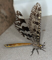 Palpares speciosus