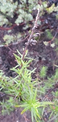 Trichostema lanatum