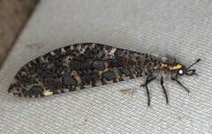 Palpares speciosus