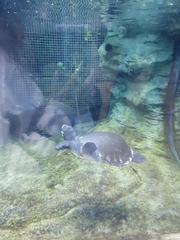 Carettochelys insculpta