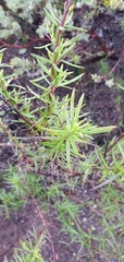 Trichostema lanatum