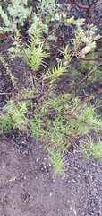 Trichostema lanatum
