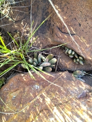 Adromischus umbraticola