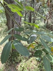 Senna pendula glabrata