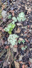 Lomatium parvifolium