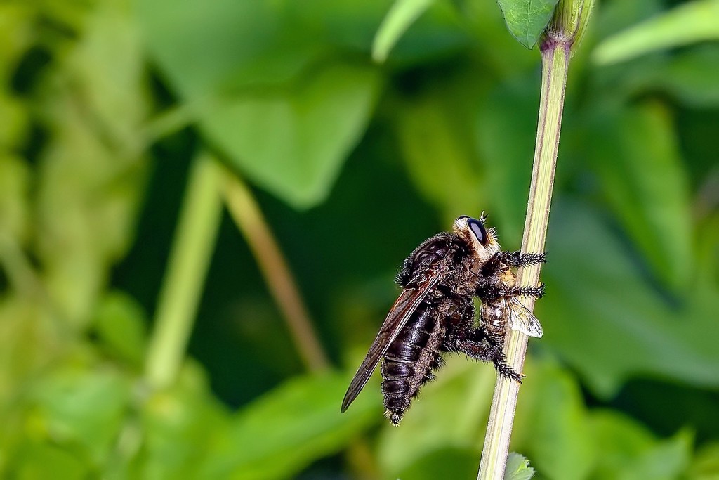 Black Bee Killer