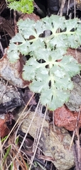 Lomatium parvifolium