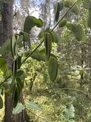 Senna pendula glabrata