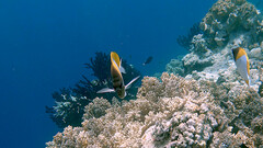 Hemitaurichthys polylepis