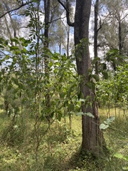 Senna pendula glabrata
