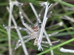 Neosparassus calligaster