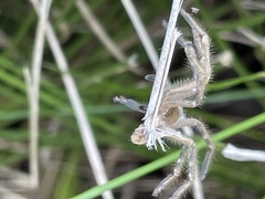 Neosparassus calligaster