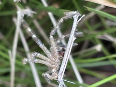 Neosparassus calligaster