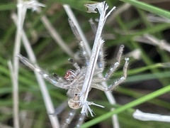 Neosparassus calligaster