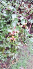 Ceanothus cuneatus