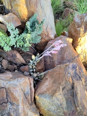 Adromischus umbraticola