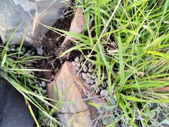 Adromischus umbraticola