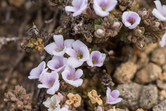 Veronica spathulata