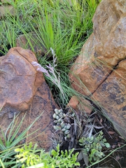 Adromischus umbraticola
