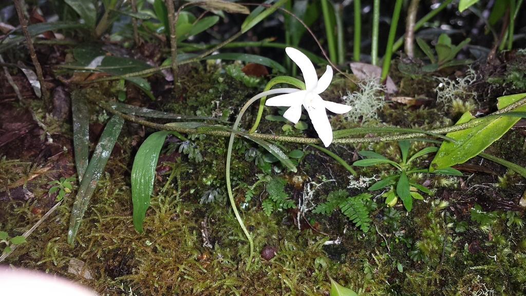 Angraecum melanostictum Schltr. 2