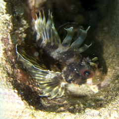 Dendrochirus barberi