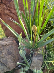 Aloe verecunda