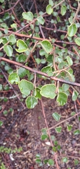 Fremontodendron californicum