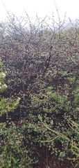 Fremontodendron californicum