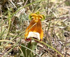 Calceolaria uniflora