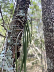 Dendrobium teretifolium
