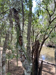 Dendrobium teretifolium