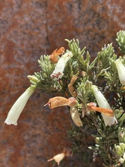 Erica maximiliani