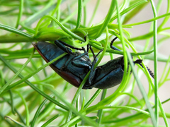 Chalcolepidius rubripennis