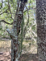 Dendrobium teretifolium