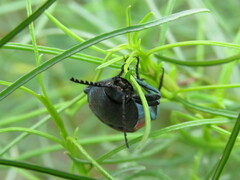 Chalcolepidius rubripennis