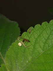 Misumenops