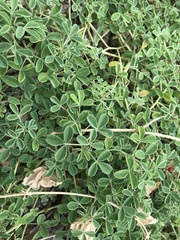 Indigofera trifoliata