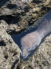 Gymnothorax pictus