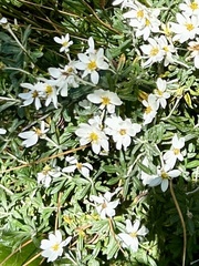Chiliotrichum diffusum