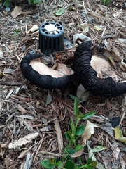 Coprinus calyptratus