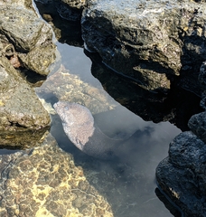 Gymnothorax pictus